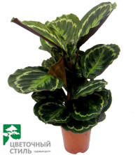 Calathea Medallion 17/55