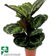 Calathea Medallion 17/55 - Calathea Medallion 17