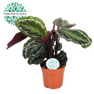 Calathea Medallion 17/55 - зображення_viber_2025-03-26_13-20-34-795