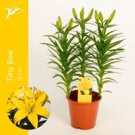 Tuinkruiden Mix 14/16 - Lilium Az Tiny Bee 13