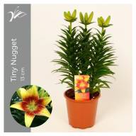 Tuinkruiden Mix 14/16 - Lilium Az Tiny Nugget 13