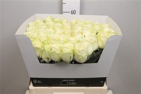Rose Pegasso 70 sm
