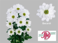 Chr T Bacardi Janssen