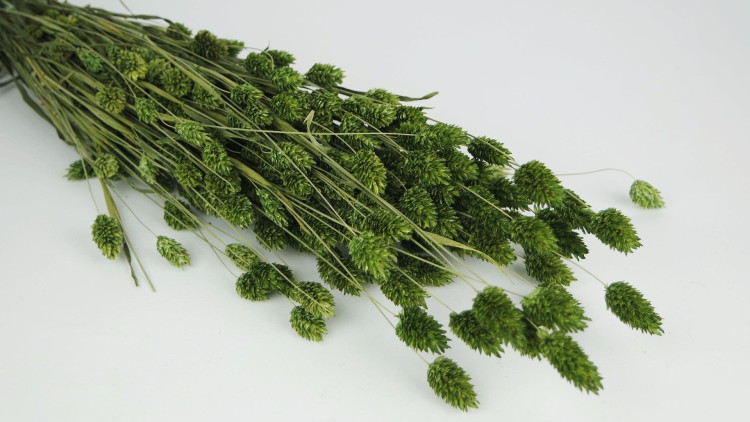 Phalaris Olive