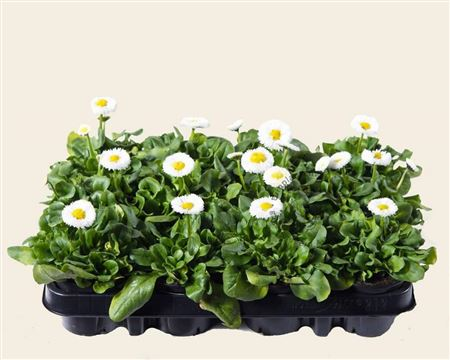 Bidens Eldoro