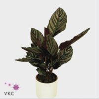Calathea Sanderiana