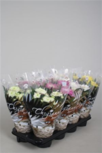 Chrysanth Zembla Mix Tros (clock)