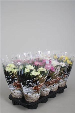 Chrysanth Zembla Mix Tros (clock)