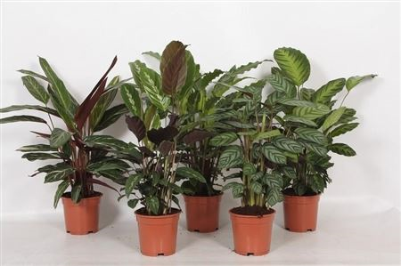 Calathea Mix 17/70