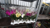 Phal A2 2-tak Wave Mix 12/45