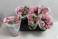 Bouvardia Amora Anna 12/25