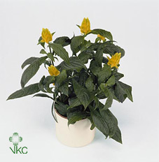 Pachystachys Lutea