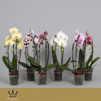 Phal Cascade MIX 2 tak