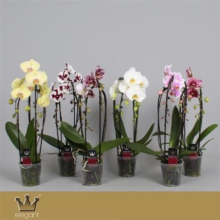 Phal Cascade MIX 2 tak