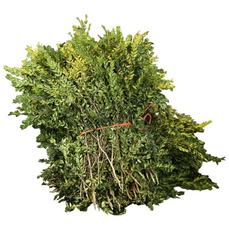 Buxus