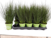 Juncus Penc Grass 12/40