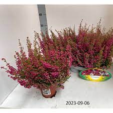 Erica Gracil Twins Rood Wit 11/20