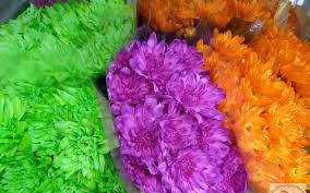 Dianthus Florigene Moonlite Holland