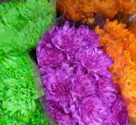 Dianthus Florigene Moonlite Holland - Без названия (4)
