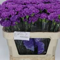 Dianthus Florigene Moonlite Holland - 4513626