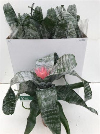 Aechmea Primera 15/60