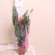 Aechmea Primera 15/60 - 1346.970x0