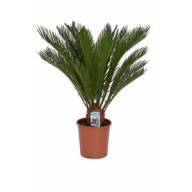 Cycas Revoluta 17/70 - cycas-revoluta-65-cm