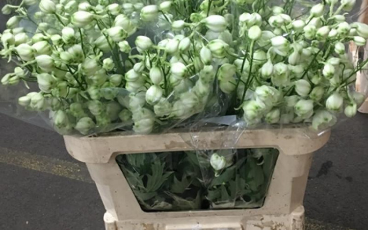 Delphinium Du Centu White