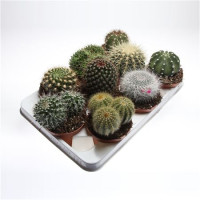 Cactus Bol Mix 510/15  (155)