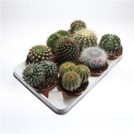 Cactus Bol Mix 510/15  (155)