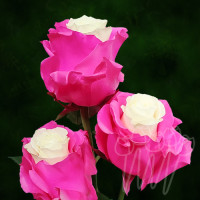 PX-03 fucsia PNT 60 sm Ecuador (крашенный)