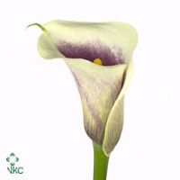 Zantedeschia Ae Innocence X10 Holland