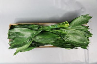 Aspidistra Extra 60 sm