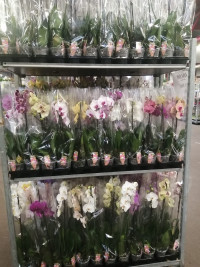 Phal 1-tak Bonito Mix 12/55