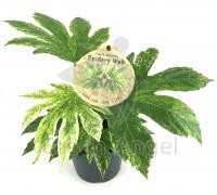 Fatsia Variegata 21/70