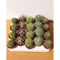 Cactus MIX 510/15