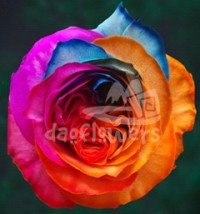 MY 01 Autumn mayras rose PNT 60 sm Ecuador (крашенный)