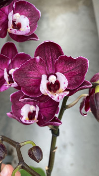 Phal 3-tak Yucca 12/45