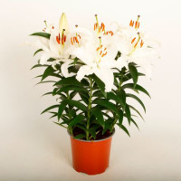 Lilium Or Sun Bahamas 13/40