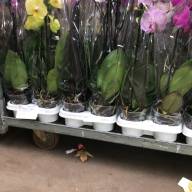 Phal Opti-flor Bellissimo A2 Purple 15/50 - IMG-0d978d52d24ca0e0fba1b8b324681405-V