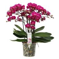 Phal Opti-flor Bellissimo A2 Purple 15/50 - зображення_viber_2025-04-23_15-25-41-199