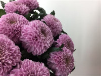 Chr G Vienna Pink X10