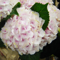 Hydr Z Emerald Pale Pink X5 -50cm