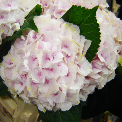 Hydr Z Emerald Pale Pink X5 -50cm