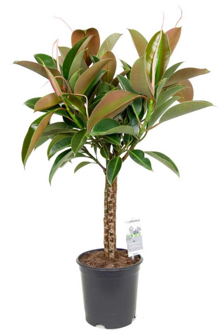 Ficus El Melany Stam 21/90