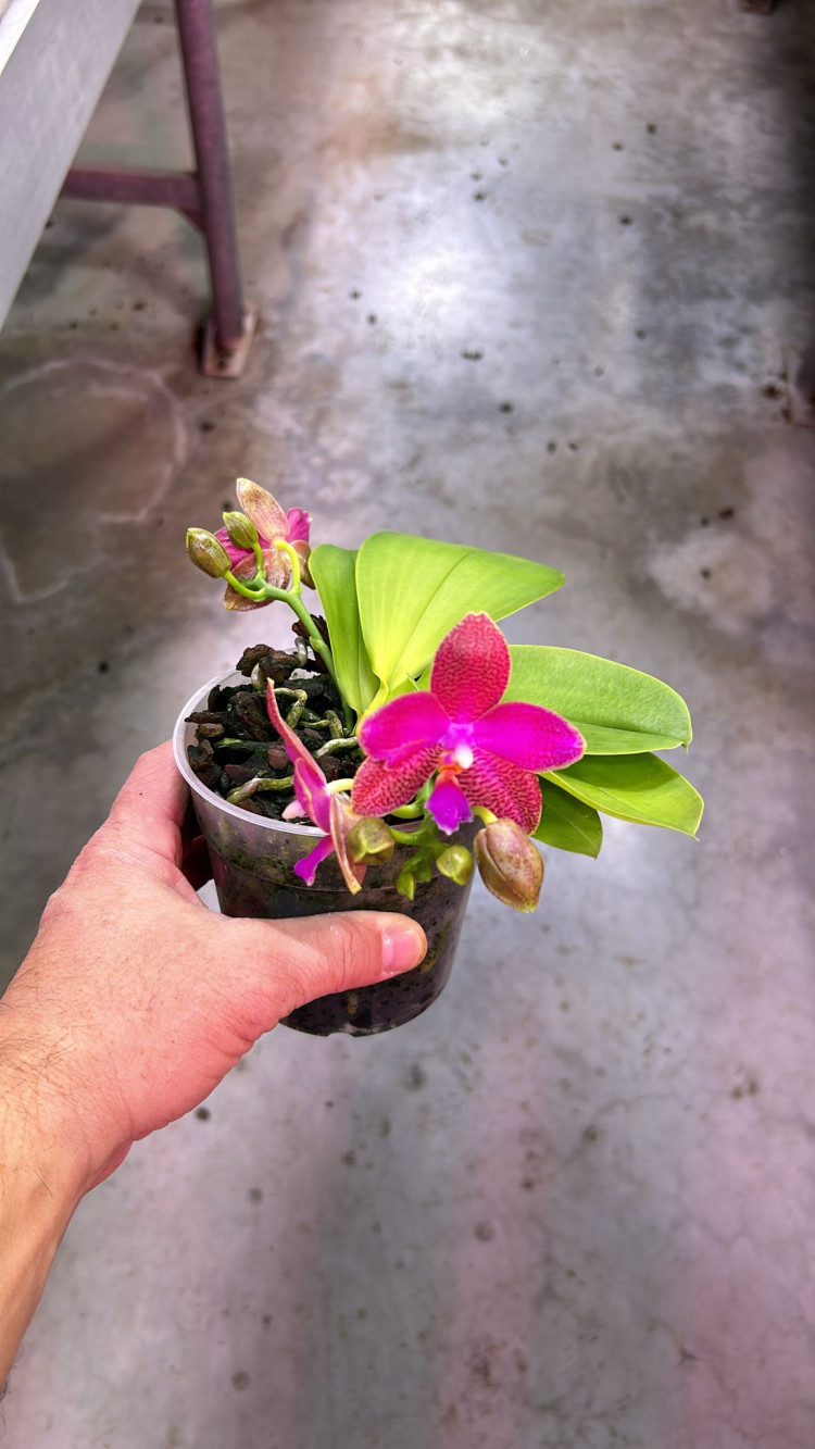 Phal Botanico A2 Opti-flor 12/45
