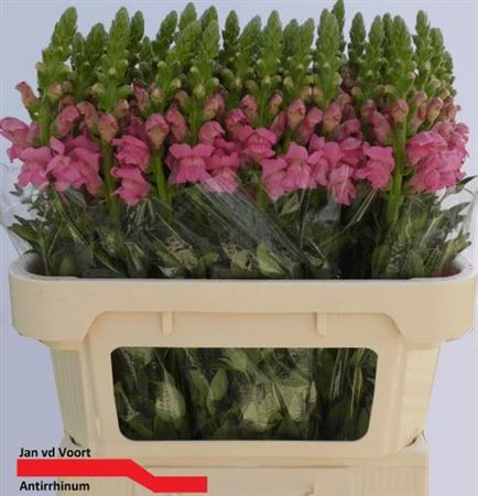 Antir Pink Х10