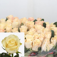 Rose Pearl Tacazzi 50 sm