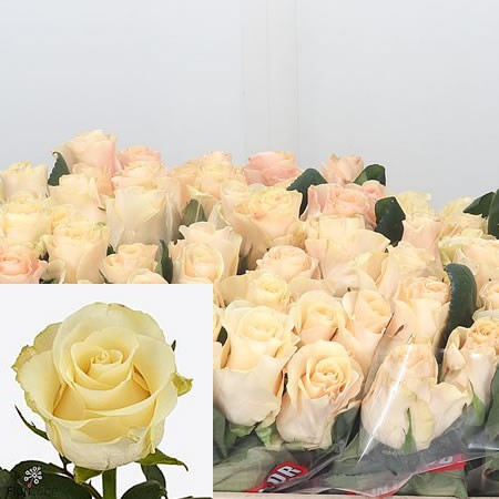 Rose Pearl Tacazzi 50 sm