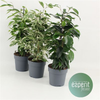 Ficus Be Danielle 14/55